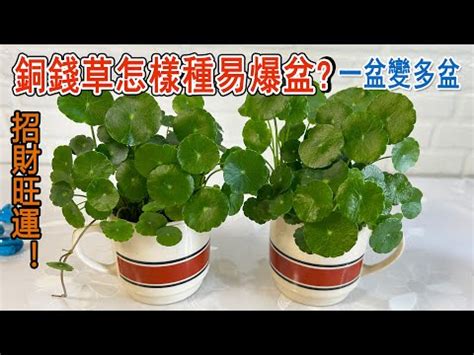 水耕銅錢草|銅錢草怎麼種：施肥、修剪、分株、半土半水種植